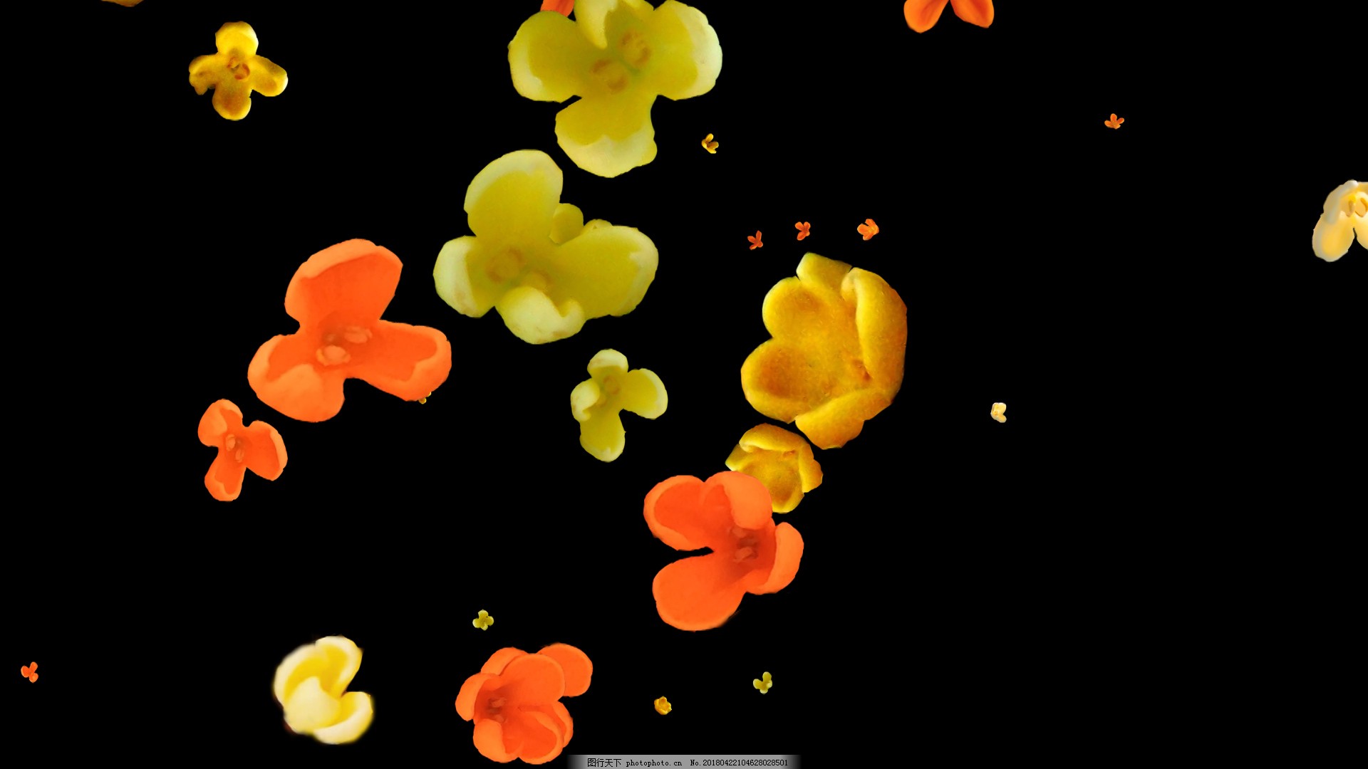 桂花飘落视频合成素材图片