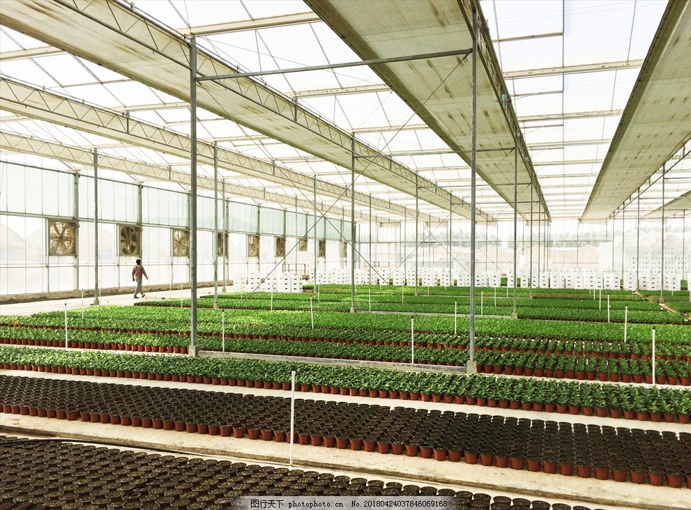 三亚新植榴莲地套种西瓜种植新模式试验首获成功