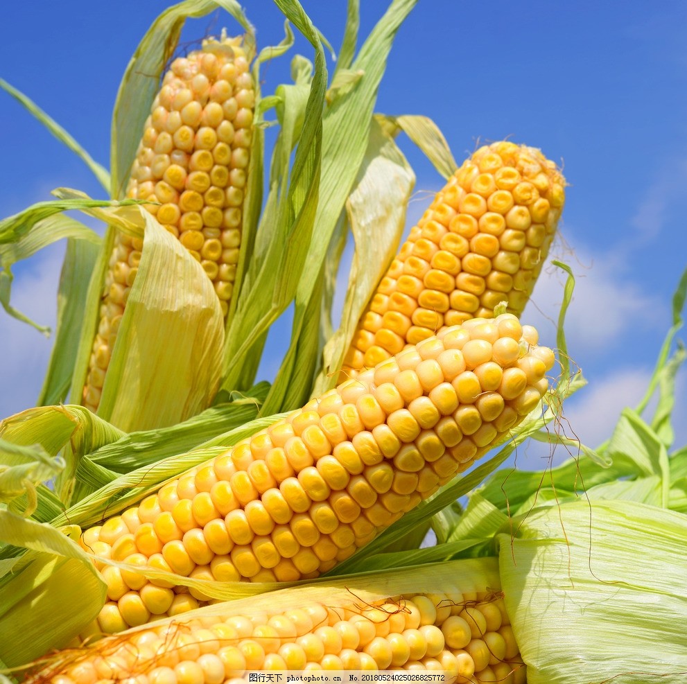 1143公斤！陇东旱塬玉米单产创前史新高