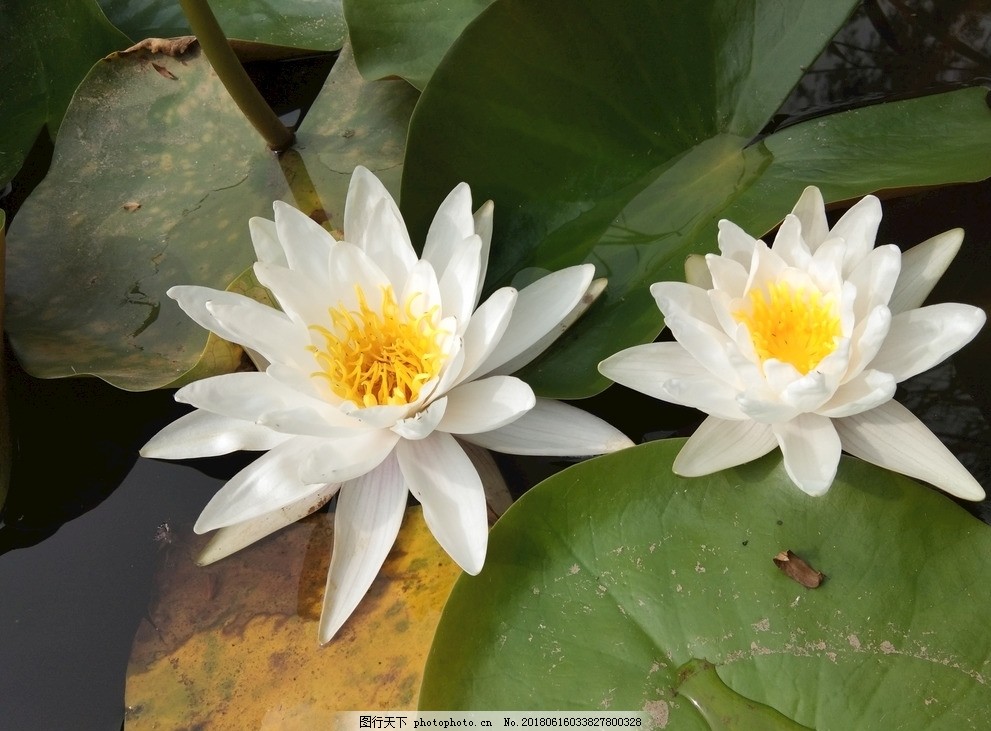 2025年面膜测评：馥蕾诗睡莲、SK-II、兰芝、悦木之源哪款最适合你？