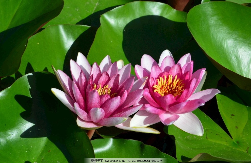 敞开时刻刚发布！墨尔本5万米绝美荷花园限制敞开！