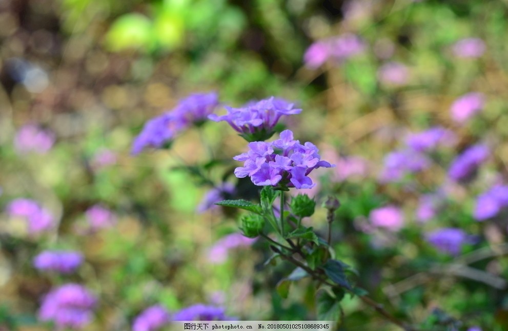 紫花图片 花草 生物世界 图行天下素材网