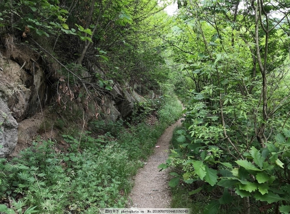 山间小路,山间,小路,绿色,丛林,自然,太平镇,摄影,自然景观,山水风景,72DPI,JPG