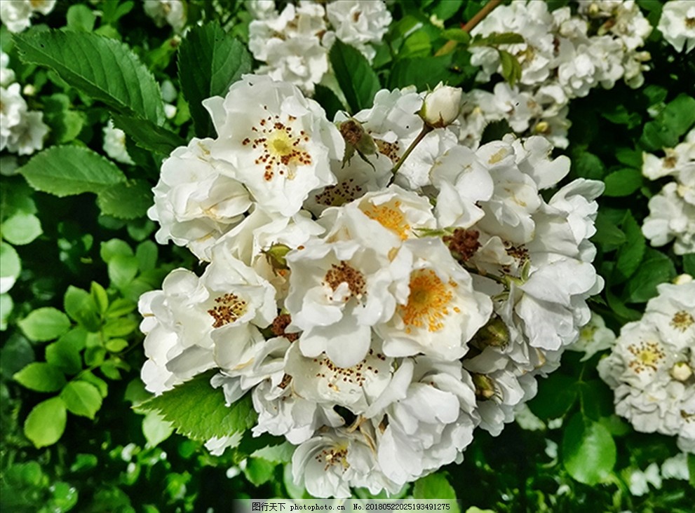 白蔷薇花图片 花草 生物世界 图行天下素材网