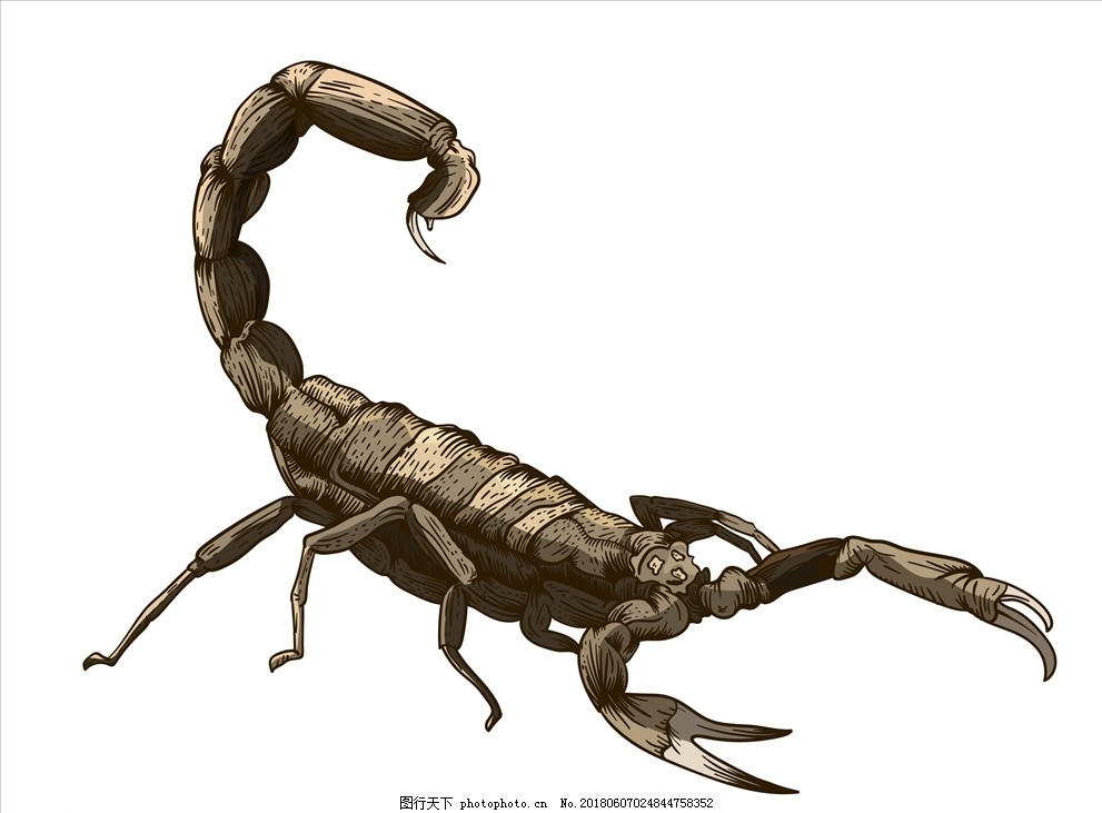 矢量卡通手绘生物蝎子图片 昆虫 生物世界 图行天下素材网