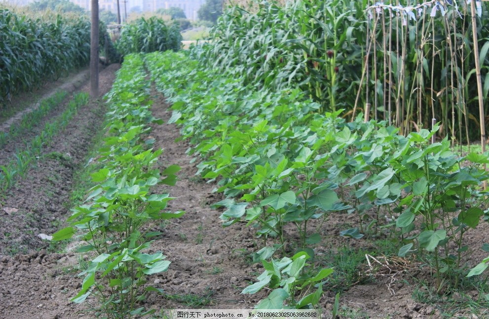 菜园图片 蔬菜 生物世界 图行天下素材网